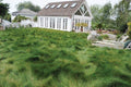 Native Mow Free Lawn