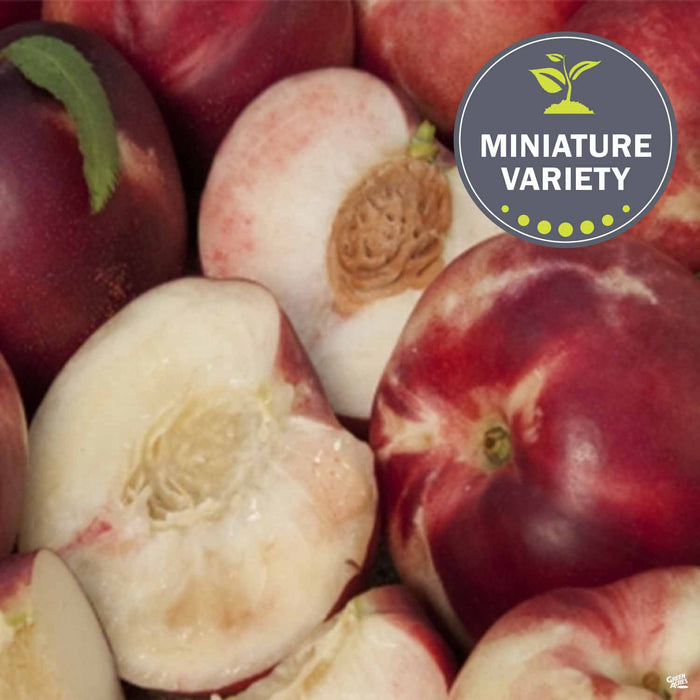 Nectarine, Miniature 'Arctic Babe'