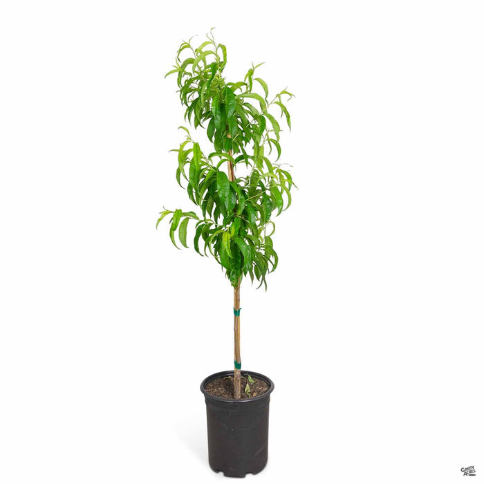 Nectarine 'Double Delight' 5 gallon