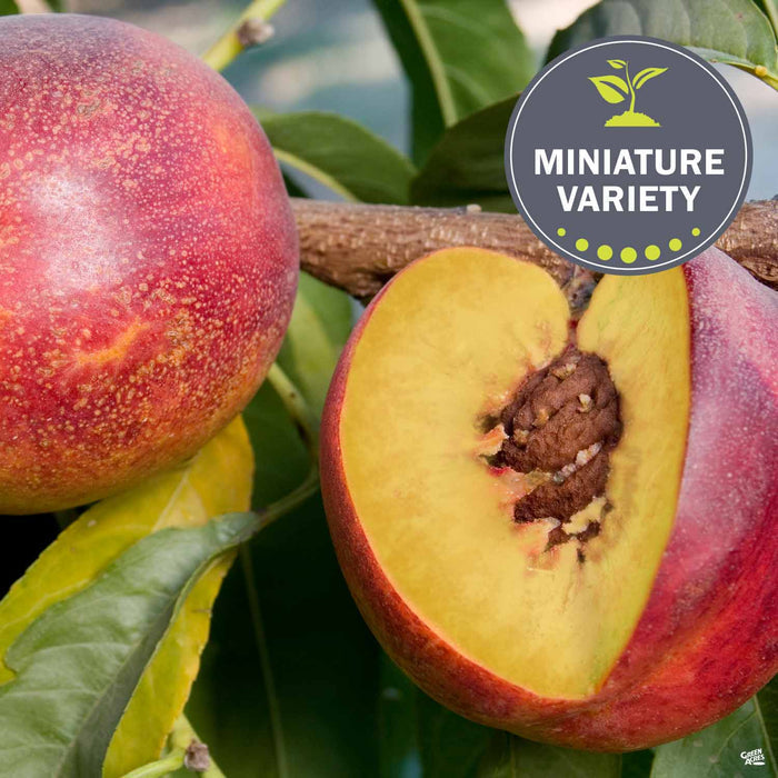 Nectarine 'Garden Delight'