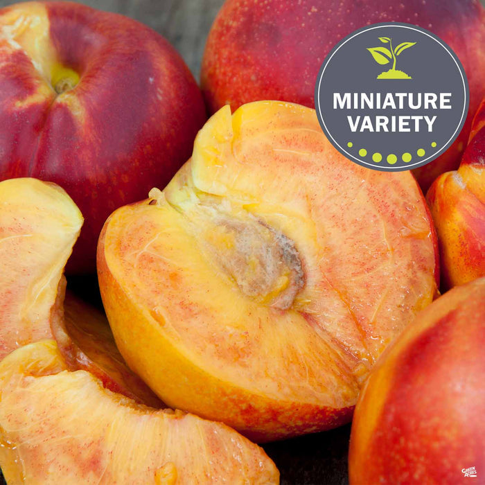 Nectarine 'Necta Zee'