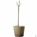 Nectarine 'Necta Zee' in 15 inch fiber pot
