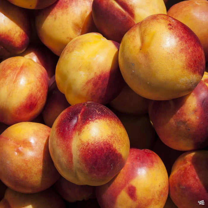 Miniature Nectarine Sol Dorado
