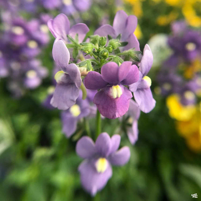 Nemesia Lavender