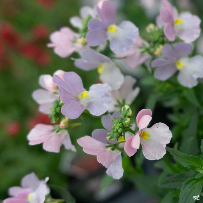 Nemesia Opal Innocence