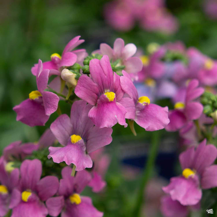 Nemesia Aromatica Rose Pink