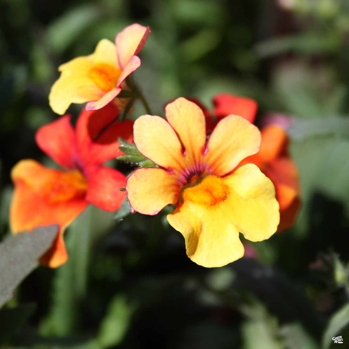 Nemesia Juicy Fruit Kumquat