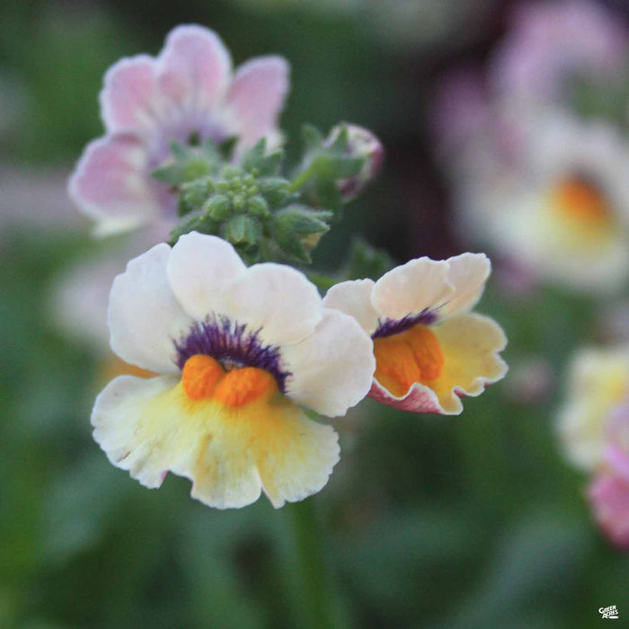 Nemesia Sunsatia Mango