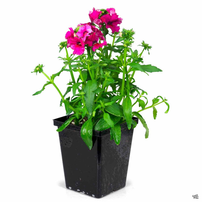 Nemesia Angelart Raspberry Quart