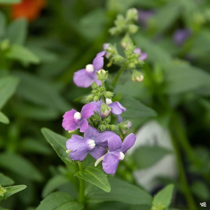 Nemesia Bluebird