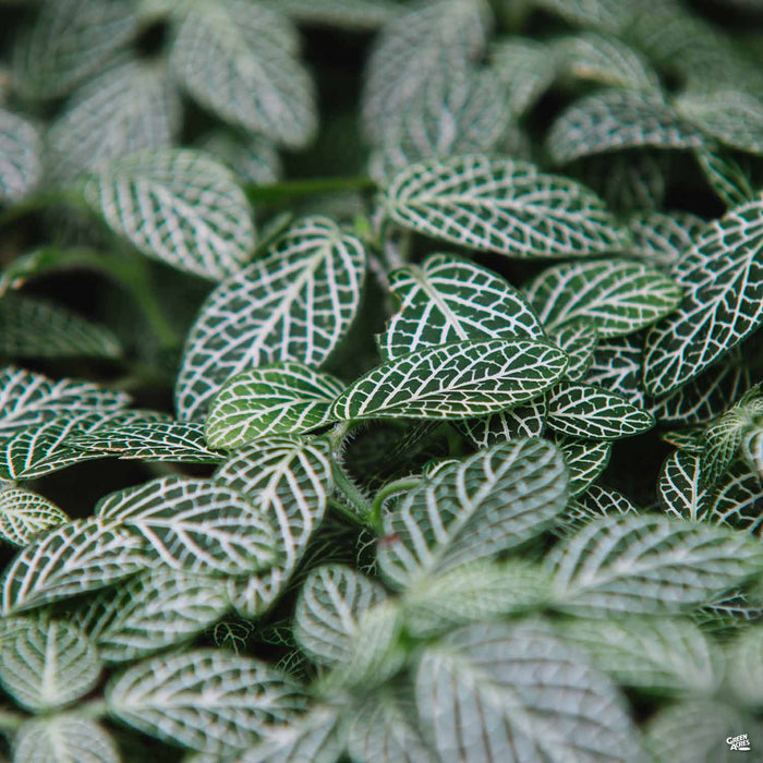 Nerve Plant