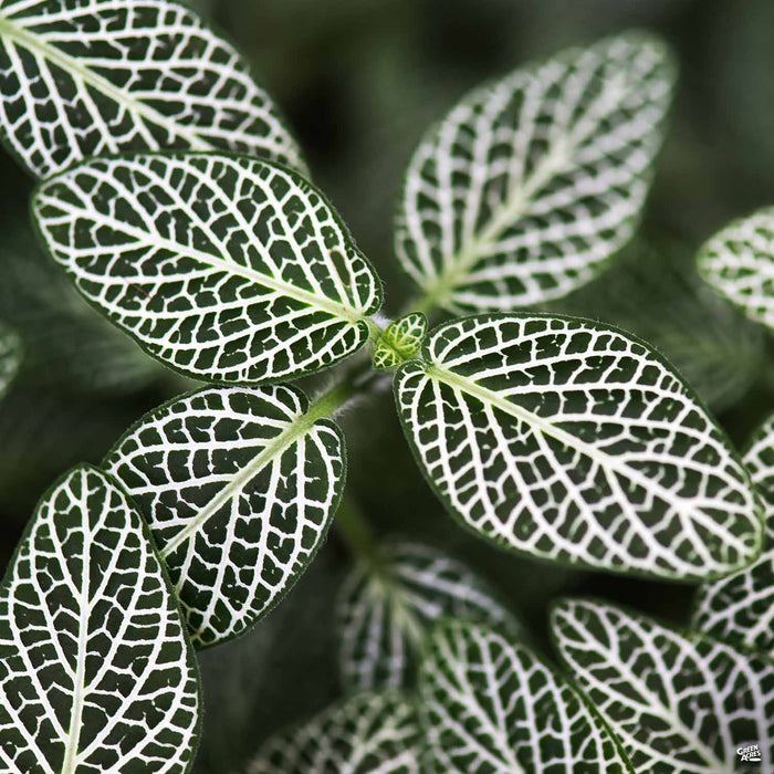 Nerve Plant