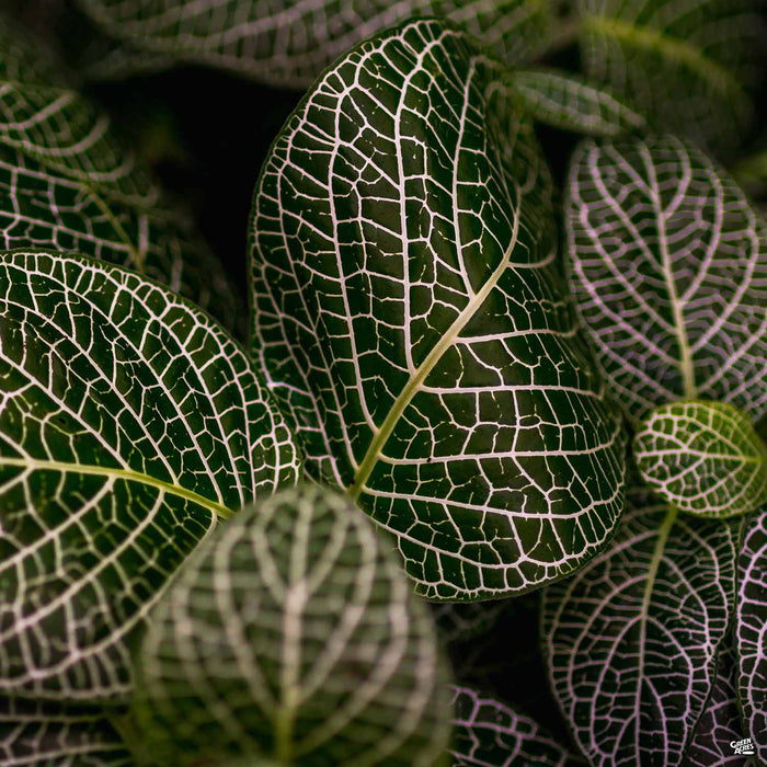 Nerve Plant