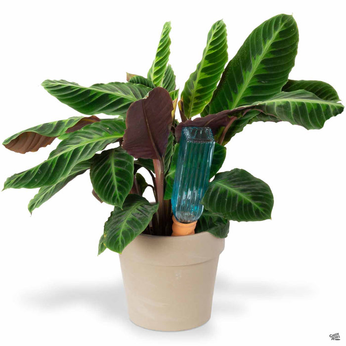 Plant Pal with Bottle