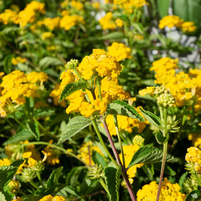 Lantana 'New Gold'
