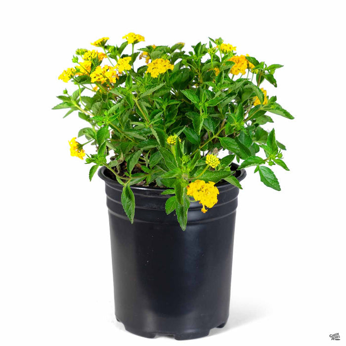 Lantana 'New Gold' 1 gallon