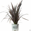 New Zealand Flax 'Dark Delight' 3 gal