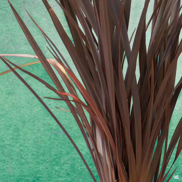 New Zealand Flax 'Dusky Chief'