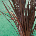 New Zealand Flax 'Dusky Chief'