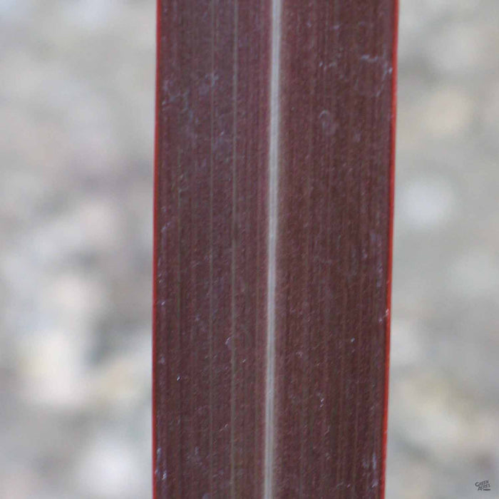 New Zealand Flax 'Dusky Chief' Closeup