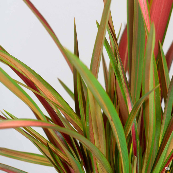 Phormium 'Jester'