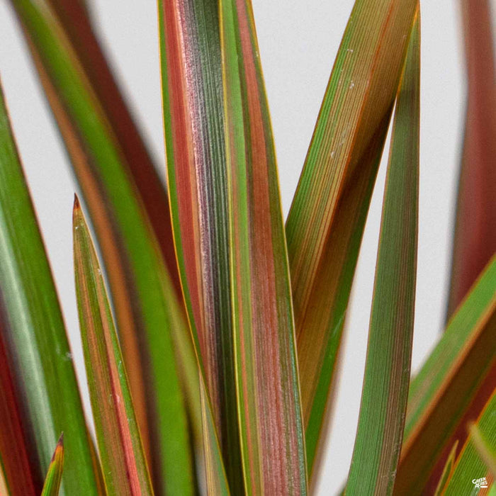 Phormium 'Jester'
