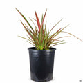 Phormium 'Jester' 5 gallon
