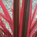 New Zealand Flax 'Maori Chief'