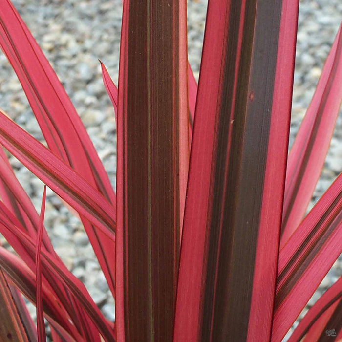 New Zealand Flax 'Maori Chief'