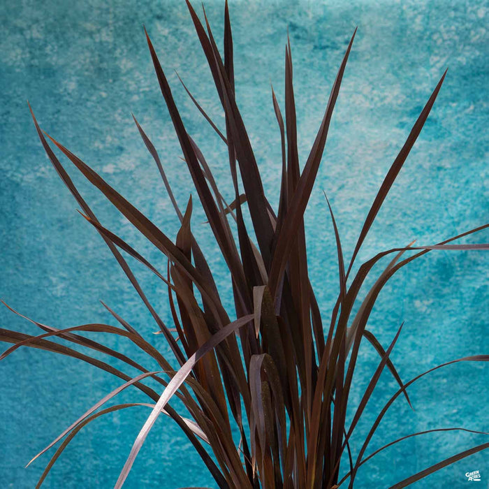 New Zealand Flax 'Mat's Merlot' Matsuda's