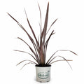 New Zealand Flax 'Mat's Merlot' Matsuda's 3 gallon