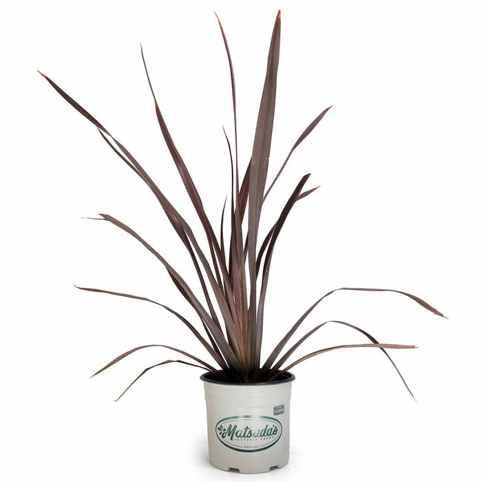 New Zealand Flax 'Mat's Merlot' Matsuda's 3 gallon