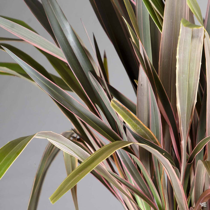 Phormium 'Pink Stripe'