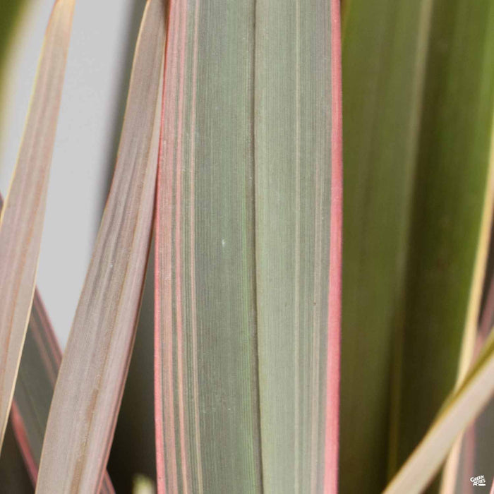 Phormium 'Pink Stripe'