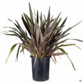 Phormium 'Pink Stripe' 5 gallon
