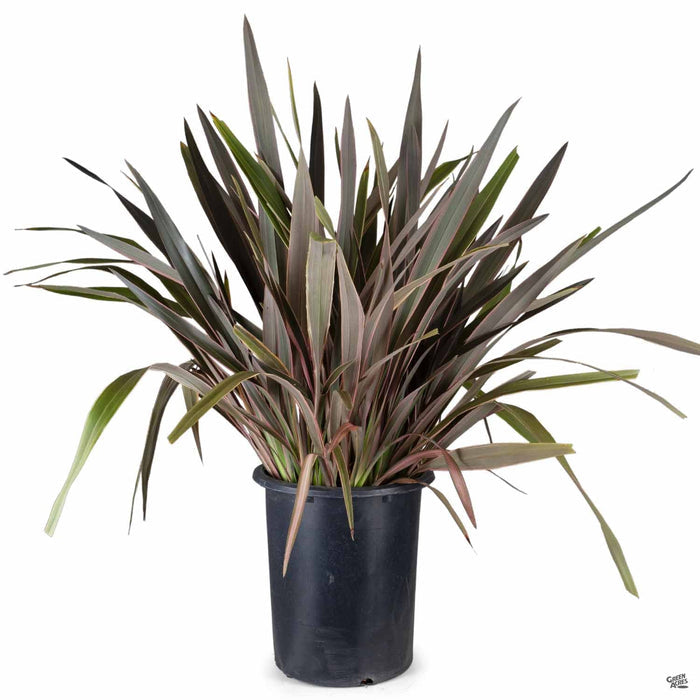Phormium 'Pink Stripe' 5 gallon