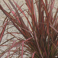New Zealand Flax 'Rainbow Warrior'