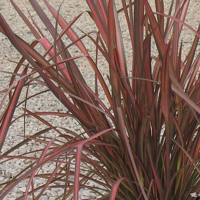 New Zealand Flax 'Rainbow Warrior'