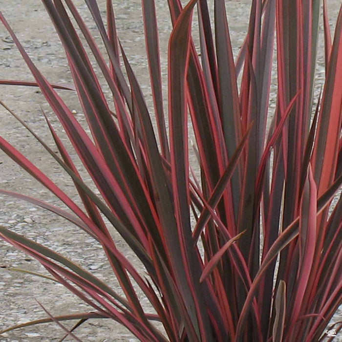 New Zealand Flax 'Sundowner'