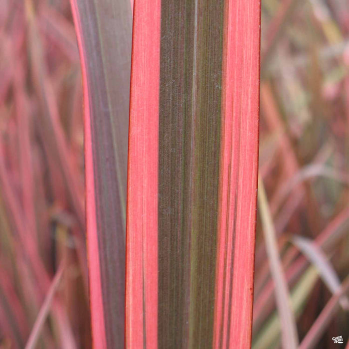 New Zealand Flax 'Sundowner' Closeup