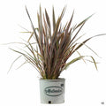 New Zealand Flax 'Sundowner' 3 gal