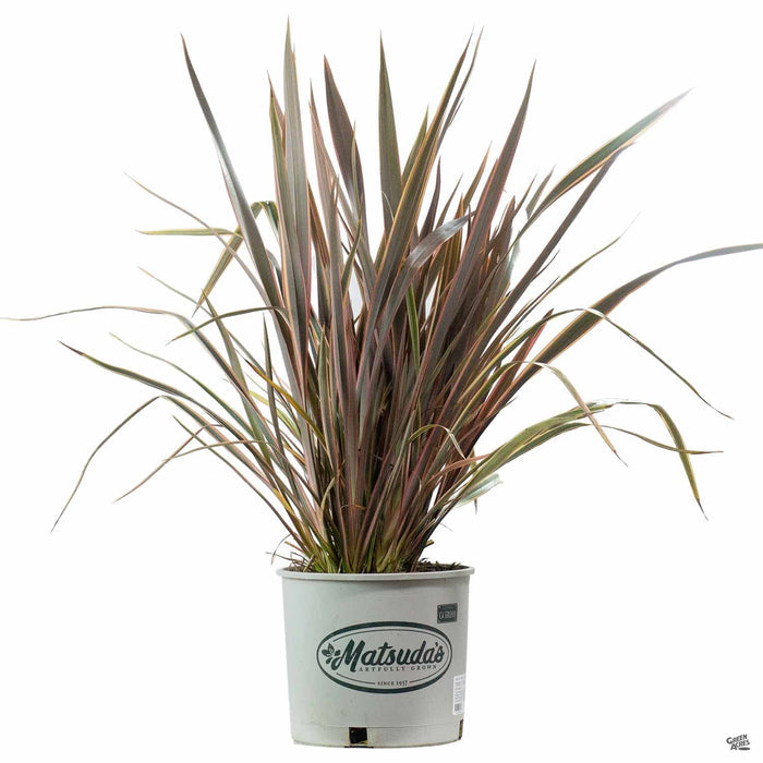New Zealand Flax 'Sundowner' 3 gal