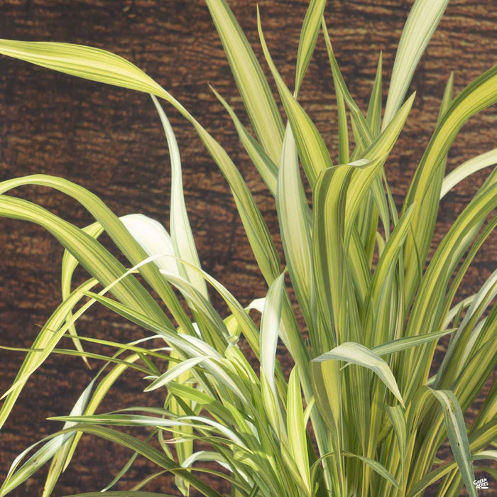 New Zealand Flax 'Yellow Wave'