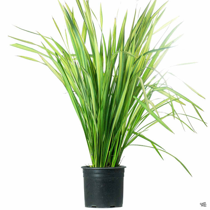 New Zealand Flax 'Yellow Wave' 3 gal