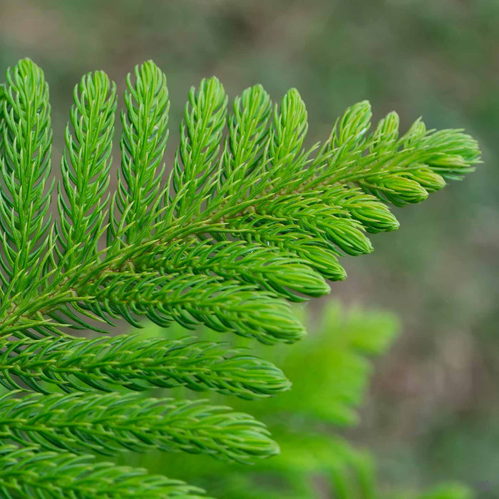 Norfolk Pine