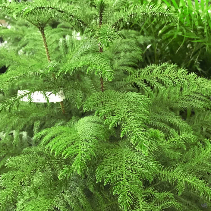 Norfolk Pine