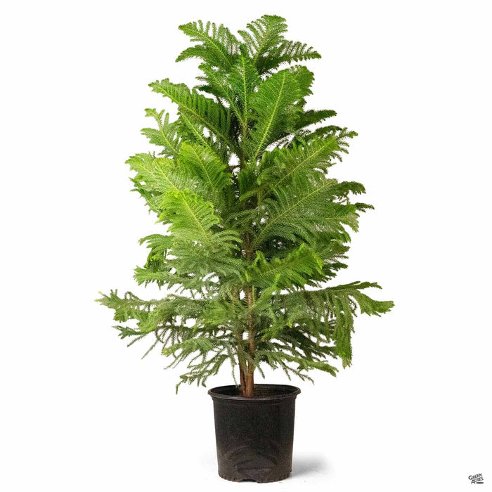 Norfolk Island Pine 10 inch