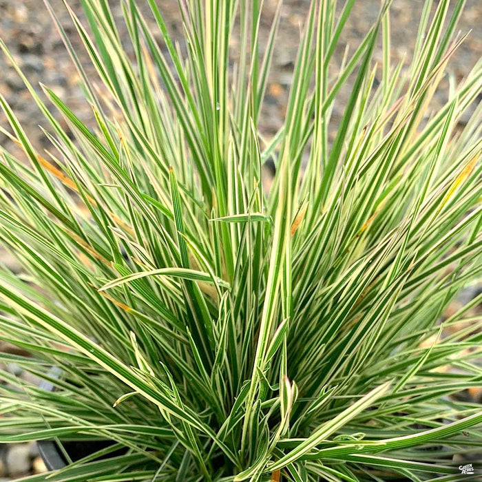 Northern Lights Tufted Hair Grass