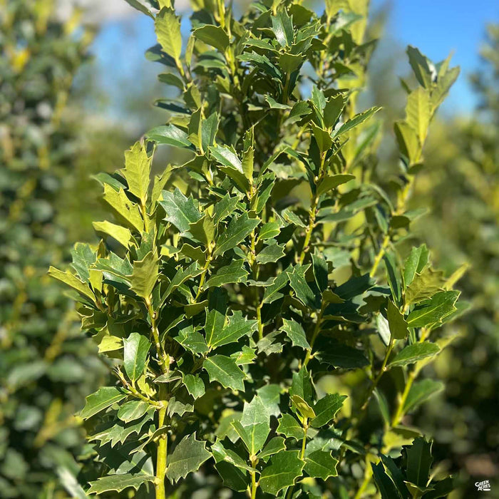 Oak Leaf Holly