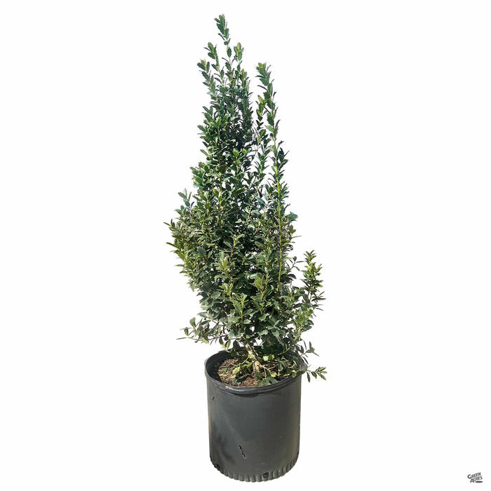 Oak Leaf Holly 15 gallon